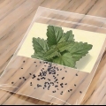 Catnip crescente