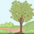 Plantando caroços de cereja