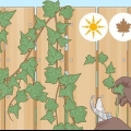 Cultivo de hera a partir de estacas
