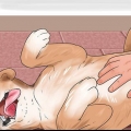 Escovar os emaranhados do pelo de um cachorro
