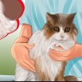 Identificando nódulos em seu gato