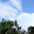 Plantas de alho