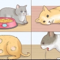 Reduzindo a febre em gatos