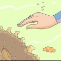 Protegendo os recifes de coral