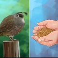 Alimentando codornas