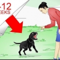 Treinamento de labradores retrievers
