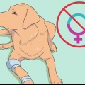 Criação de labradores