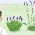 Cultivo de lavanda em vasos