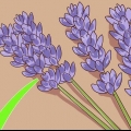 Poda e colheita de lavanda
