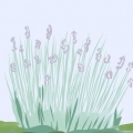 Poda de lavanda