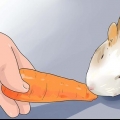 Fazendo lanches saborosos para porquinhos da índia