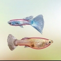 Identificando guppies machos e fêmeas