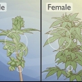 Distinguindo as plantas de cannabis masculinas das femininas