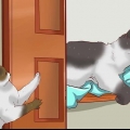Deixar vários gatos viverem juntos