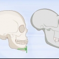 Identificando ossos humanos