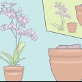 Cuidando de mini orquídeas
