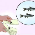 Mantendo os peixinhos vivos