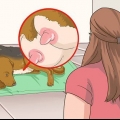 Tratando cadelas com mamilos doloridos ou infectados