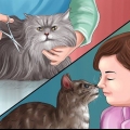 Removendo a cola de ratoeira da pata de um gato