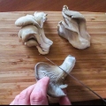 Prepare cogumelos ostra