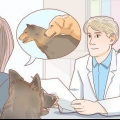 Lidando com problemas comuns de acasalamento em cães