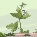 Remova as ervas daninhas com uma enxada