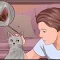 Eliminando ácaros da orelha em gatos