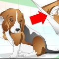Tratamento de infecções de ouvido em cães