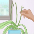 Fazendo as orquídeas florescerem novamente