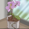 Transplante de orquídeas