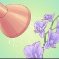 Regar orquídeas