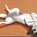 Acariciando a barriga de um cachorro
