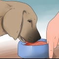 Reduzindo o derramamento excessivo em cães