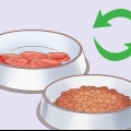 Tratamento de flatulência excessiva em cães