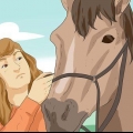 Passeios a cavalo
