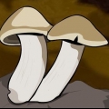Cultivo de cogumelos