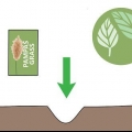 Cultivo de grama dos pampas
