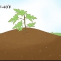 Cultivo de mamão