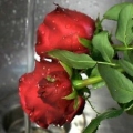 Fazendo perfume de pétalas de rosa