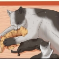 Doando gatinhos recém-nascidos
