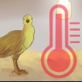 Cuidando de pavões