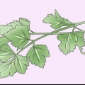 Cultivo de salsa