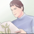 Plantas de enxerto