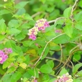 Estacas de plantas