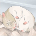 Se divertindo com seu hamster