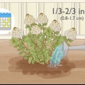 Cuidando de hortênsias panículas