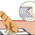 Combinando almofadas de cachorro e treinamento potty