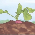 Colhendo rabanetes
