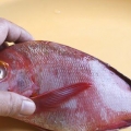 Prepare o pargo vermelho