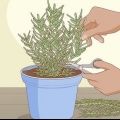 Plantação, cuidado e colheita de alecrim